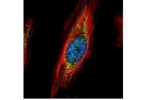 ICC/IF Image Confocal immunofluorescence analysis (Olympus FV10i) of paraformaldehyde-fixed HeLa, using TRIM27, antibody (Green) at 1:500 dilution. (TRIM27 抗体)