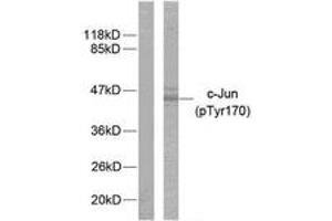 Western blot analysis of extracts from HeLa cells treated with UV, using c-Jun (Phospho-Tyr170) Antibody. (C-JUN 抗体  (pTyr170))