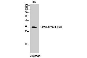 Western Blotting (WB) image for anti-Coagulation Factor II (Thrombin) Receptor-Like 3 (F2RL3) (cleaved), (Gly48) antibody (ABIN3172781) (F2RL3 抗体  (cleaved, Gly48))