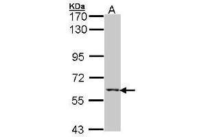 WB Image Sample (30 ug of whole cell lysate) A: Hep G2 , 7.