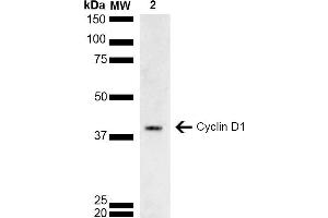 Western blot analysis of Rat brain lysate showing detection of ~33. (Cyclin D1 抗体  (AA 1-100) (FITC))