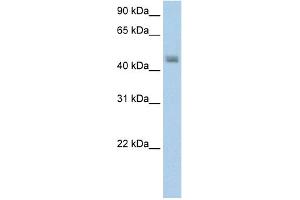 WB Suggested Anti-FARS2 Antibody Titration:  5. (FARS2 抗体  (N-Term))