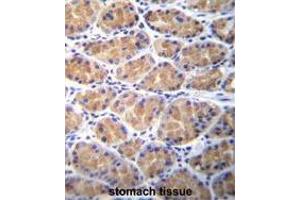 Immunohistochemistry (Paraffin-embedded Sections) (IHC (p)) image for anti-Torsin Family 2, Member A (TOR2A) (AA 201-229), (Middle Region) antibody (ABIN955296)