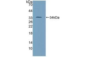 Western Blotting (WB) image for anti-Tumor Protein P53 (TP53) (AA 134-387) antibody (ABIN7429403)