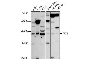 Western blot analysis of extracts of various cell lines, using WIF1 antibody (ABIN6128927, ABIN6150218, ABIN6150220 and ABIN6221033) at 1:500 dilution. (WIF1 抗体  (AA 29-220))