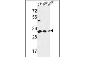 PYCR1 Antibody (C-term) (ABIN653849 and ABIN2843112) western blot analysis in K562,WiDr,HepG2 cell line lysates (35 μg/lane). (PYCR1 抗体  (C-Term))