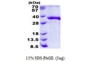 Figure annotation denotes ug of protein loaded and % gel used. (JAM2 蛋白)