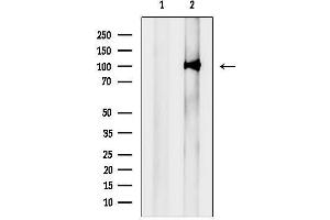 Western blot analysis of lysates from Mouse brain, using UHRF2 Antibody.
