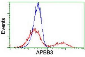 HEK293T cells transfected with either RC219752 overexpress plasmid (Red) or empty vector control plasmid (Blue) were immunostained by anti-APBB3 antibody (ABIN2455171), and then analyzed by flow cytometry. (APBB3 抗体)