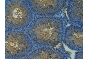 IHC-P analysis of Mouse Testis Tissue, with DAB staining. (NOS2 抗体  (AA 43-213))