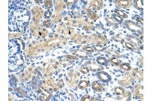 U1SNRNPBP antibody was used for immunohistochemistry at a concentration of 4-8 ug/ml to stain Epithelial cells of renal tubule (arrows) in Human Kidney. (SNRNP35 抗体  (N-Term))