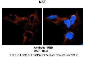 Sample Type :  Mouse brain stem cells  Primary Antibody Dilution :  1:500  Secondary Antibody :  Goat anti-rabbit Alexa-Fluor 594  Secondary Antibody Dilution :  1:1000  Color/Signal Descriptions :  NSF: Red DAPI:Blue  Gene Name :  NSF  Submitted by :  Dr. (NSF 抗体  (C-Term))