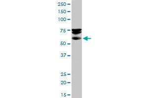 SEPT9 MaxPab polyclonal antibody. (Septin 9 抗体  (AA 1-568))