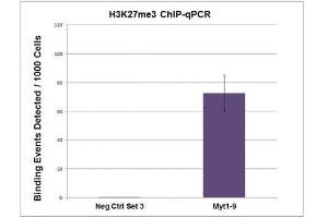 Histone H3K27me3 antibody (pAb) tested by ChIP. (Histone 3 抗体  (H3K27me3))