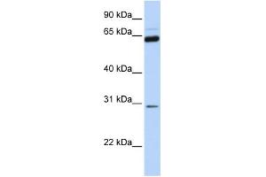 WB Suggested Anti-NEUROG1 Antibody Titration:  0. (Neurogenin 1 抗体  (C-Term))