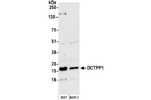Western Blotting (WB) image for anti-DCTP Pyrophosphatase 1 (DCTPP1) (AA 120-170) antibody (ABIN7452815)