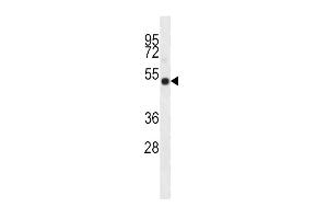 I23O2 Antibody (C-term) (ABIN656340 and ABIN2845640) western blot analysis in K562 cell line lysates (35 μg/lane). (IDO2 抗体  (C-Term))