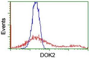 HEK293T cells transfected with either RC207621 overexpress plasmid (Red) or empty vector control plasmid (Blue) were immunostained by anti-DOK2 antibody (ABIN2454864), and then analyzed by flow cytometry. (DOK2 抗体)