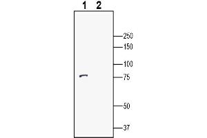 Western blot analysis of human SH-SY5Y neuroblastoma cell line lysates:1. (LRRTM2 抗体  (Extracellular))