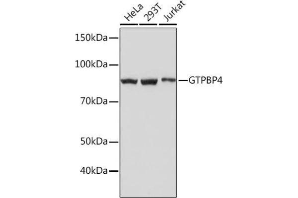 GTPBP4 抗体