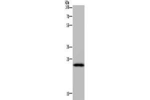 Gel: 10 % SDS-PAGE, Lysate: 40 μg, Lane: Mouse liver tissue, Primary antibody: ABIN7130524(PAEP Antibody) at dilution 1/300, Secondary antibody: Goat anti rabbit IgG at 1/8000 dilution, Exposure time: 5 minutes (PAEP 抗体)