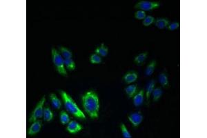 Immunofluorescent analysis of HepG2 cells using ABIN7164009 at dilution of 1:100 and Alexa Fluor 488-congugated AffiniPure Goat Anti-Rabbit IgG(H+L) (KCNS2 抗体  (AA 1-183))