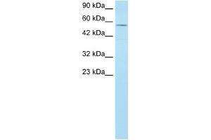 WB Suggested Anti-MLLT1 Antibody Titration:  1. (MLLT1 抗体  (Middle Region))