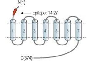 anti-Serotonin Receptor 1D (HTR1D) (AA 14-27), (Extracellular), (N-Term) antibody