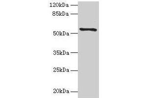Western blot All lanes: TMEM161A antibody at 1 μg/mL + PC-3 whole cell lysate Secondary Goat polyclonal to rabbit IgG at 1/10000 dilution Predicted band size: 54, 42 kDa Observed band size: 54 kDa (TMEM161A 抗体  (AA 29-98))