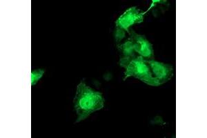 Anti-HSPBP1 mouse monoclonal antibody (ABIN2454941) immunofluorescent staining of COS7 cells transiently transfected by pCMV6-ENTRY HSPBP1 (RC201814). (HSPBP1 抗体)