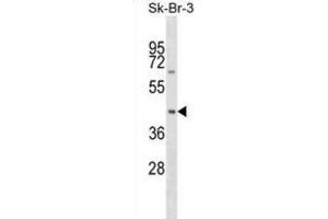 Western Blotting (WB) image for anti-Sorting Nexin 7 (SNX7) antibody (ABIN2999429) (Sorting Nexin 7 抗体)