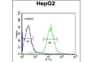 PLTP Antibody (C-term) (ABIN391914 and ABIN2841725) flow cytometric analysis of HepG2 cells (right histogram) compared to a negative control cell (left histogram). (PLTP 抗体  (C-Term))
