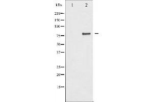 Western blot analysis of IKK-alpha expression in EGF treated 293 whole cell lysates,The lane on the left is treated with the antigen-specific peptide. (IKK alpha 抗体  (N-Term))