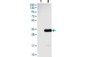 Western blot analysis of Lane 1: Negative control (vector only transfected HEK293T lysate), Lane 2: Over-expression Lysate (Co-expressed with a C-terminal myc-DDK tag (~3. (ARHGEF38 抗体)