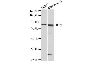 Western blot analysis of extracts of various cell lines, using IL33 antibody (ABIN6290531) at 1:1000 dilution. (IL-33 抗体)