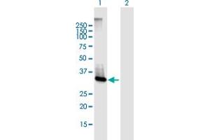 Western Blot analysis of ABHD6 expression in transfected 293T cell line by ABHD6 MaxPab polyclonal antibody. (ABHD6 抗体  (AA 1-337))