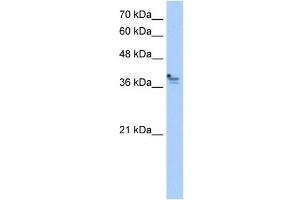 PCMTD1 antibody used at 2. (PCMTD1 抗体)