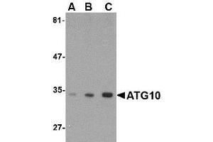 Image no. 1 for anti-Autophagy Related 10 (ATG10) (C-Term) antibody (ABIN1492176) (ATG10 抗体  (C-Term))