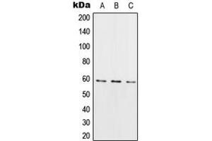 Western blot analysis of RIOK3 expression in HeLa (A), Raw264.
