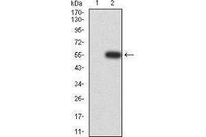 Western blot analysis using MOB1A mAb against HEK293 (1) and MOB1A (AA: 1-216)-hIgGFc transfected HEK293 (2) cell lysate. (MOB1A 抗体  (AA 1-216))