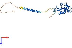 CLEC2D Protein (AA 1-207) (His tag)