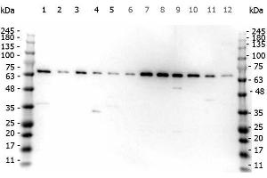 Western Blot of Rabbit anti-FANCG antibody. (FANCG 抗体  (AA 1-12))