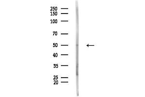 anti-Intraflagellar Transport 57 Homolog (IFT57) (Internal Region) antibody