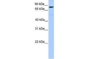 C12ORF40 antibody used at 1 ug/ml to detect target protein. (C12orf40 抗体  (N-Term))