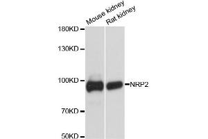 Western blot analysis of extracts of various cell lines, using NRP2 antibody (ABIN6290692) at 1:3000 dilution. (NRP2 抗体)