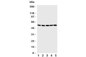 Western blot testing of SMAD5 antibody and Lane 1: human K562