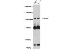 Western blot analysis of extracts of various cell lines, using MGAM antibody (ABIN7265563) at 1:1000 dilution. (AGLU 抗体  (AA 860-1090))