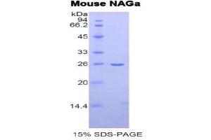SDS-PAGE (SDS) image for N-Acetylgalactosaminidase, alpha (NAGA) (AA 18-217) protein (His tag) (ABIN1877882) (NAGA Protein (AA 18-217) (His tag))