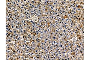 ABIN7094968 and ABIN7099024 at 1/100 staining mouse liver tissue by IHC-P. (IL17D 抗体)