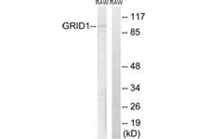 Western blot analysis of extracts from RAW264. (GRID1 抗体  (AA 831-880))